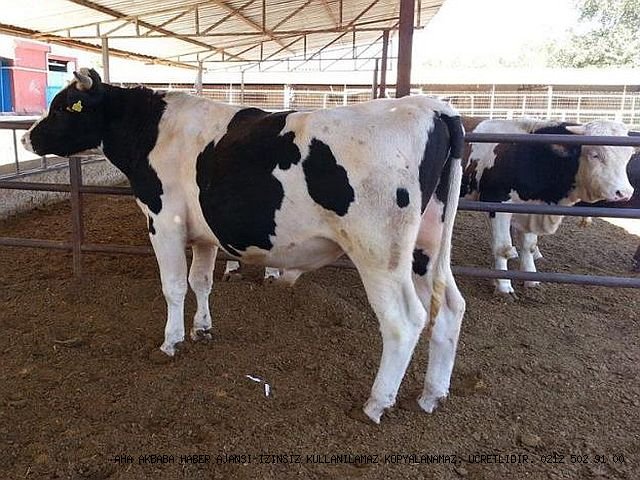 Bahçelievler'de Kurban Hırsızlığı!